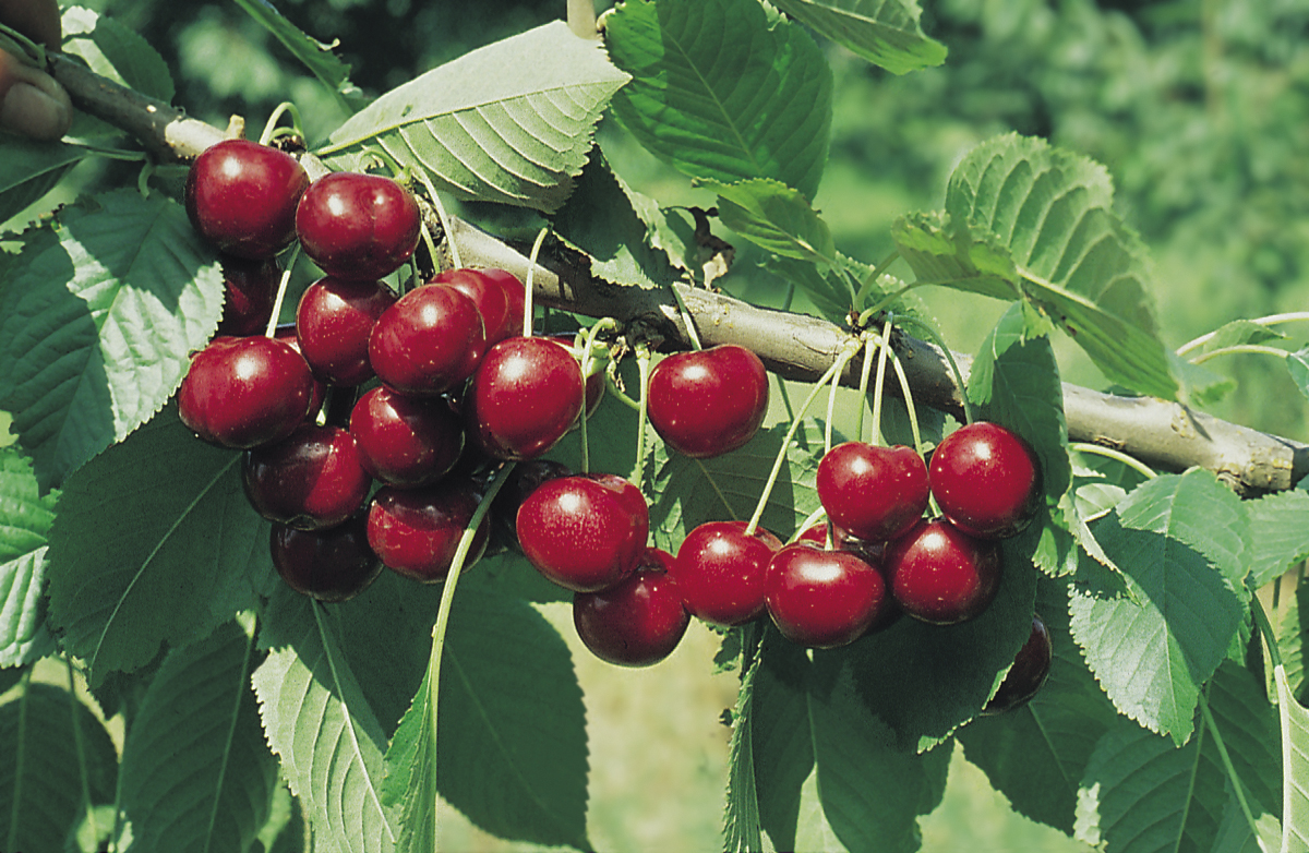 Prunus avium 'Sunburst' Colt 10L