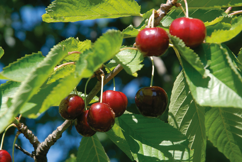 Søtkirsebær 'Stella' Colt