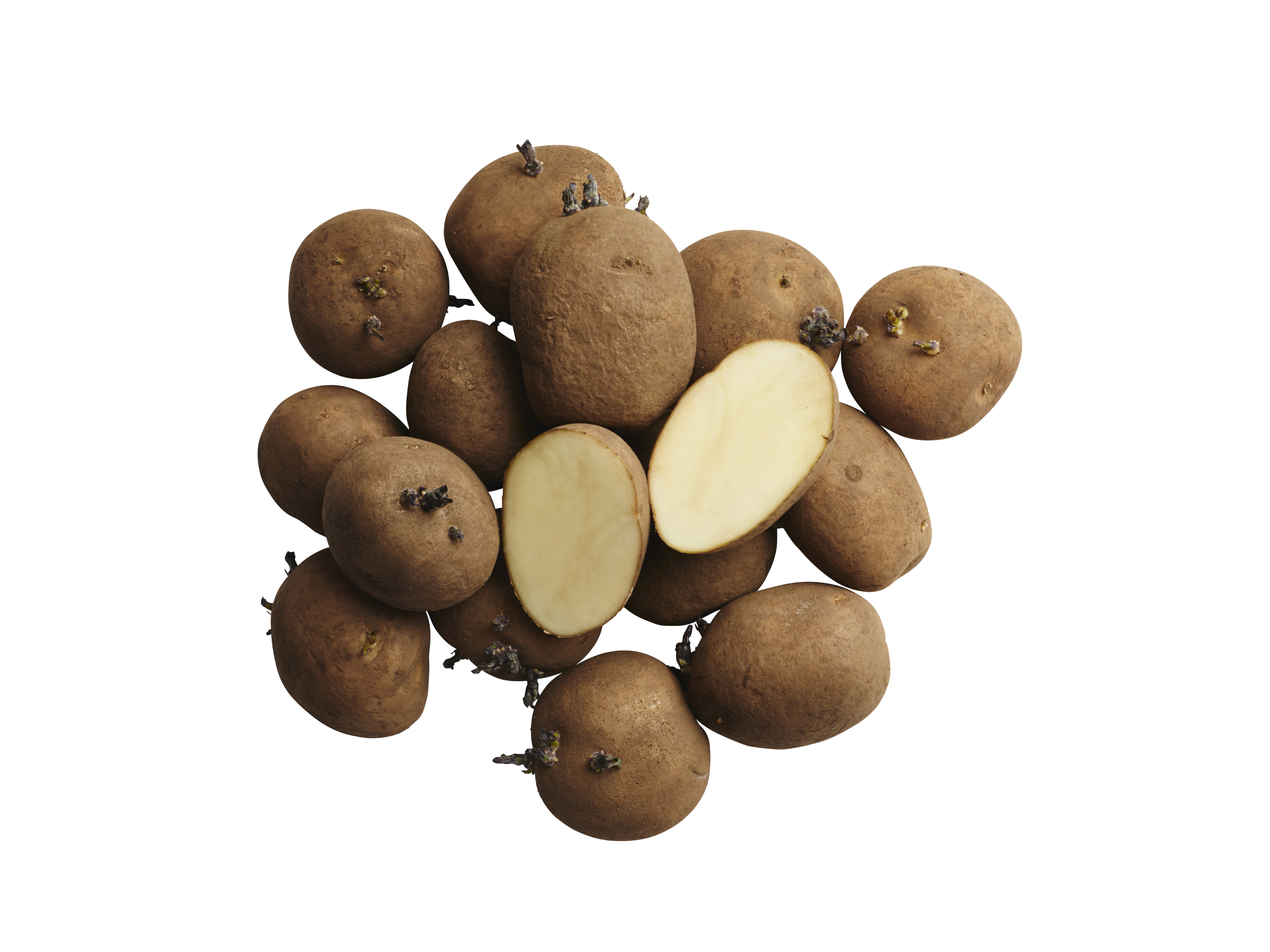 Sättpotatis 'Rocket'