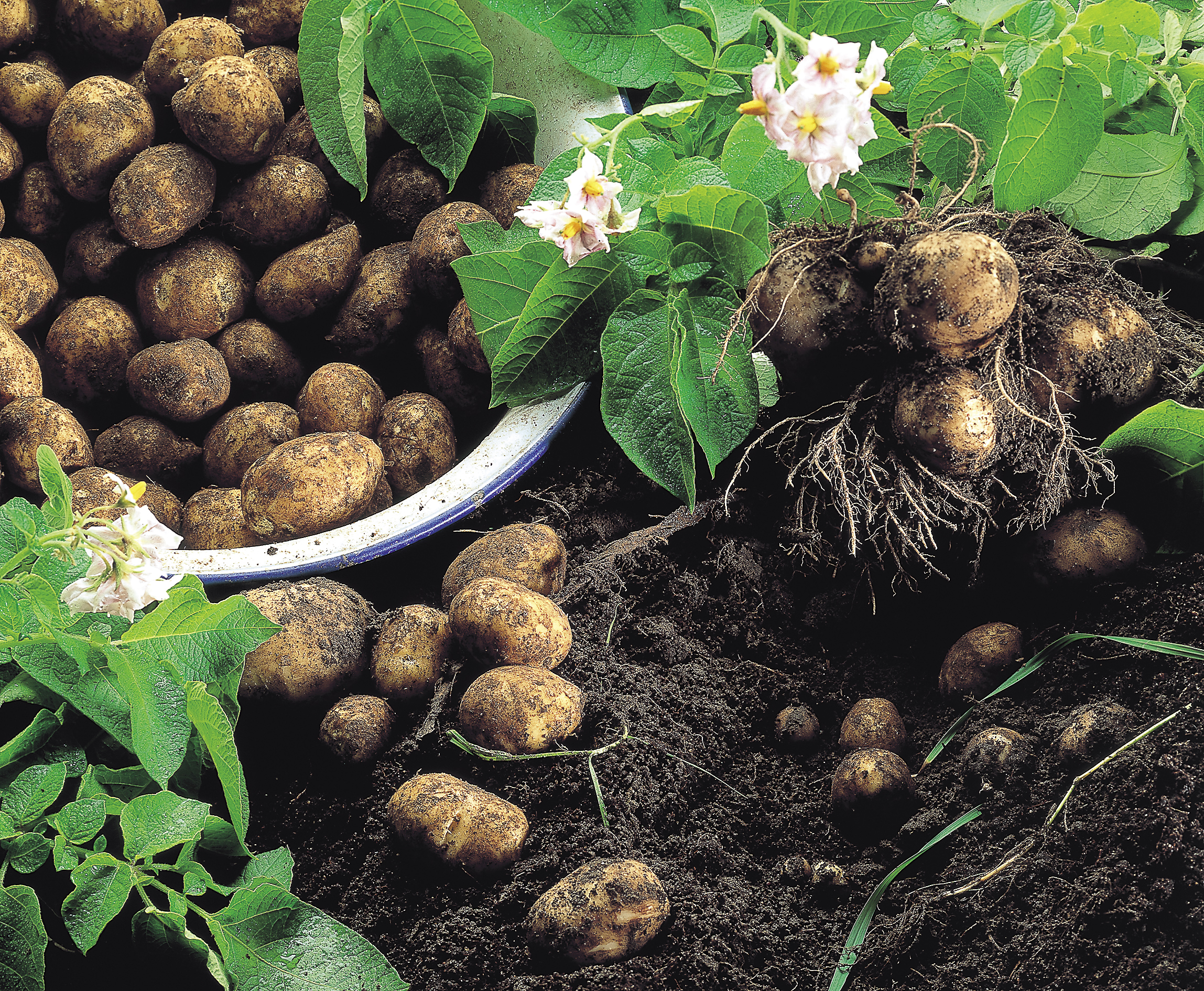 Sättpotatis 'Amandine'