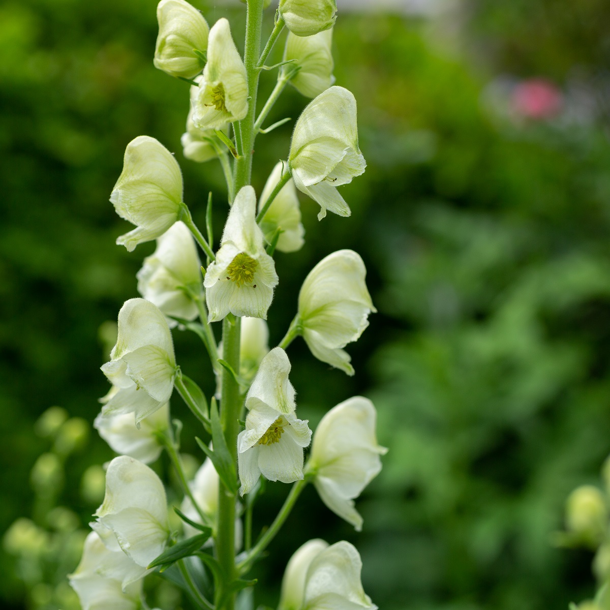 Äkta stormhatt 'Album'
