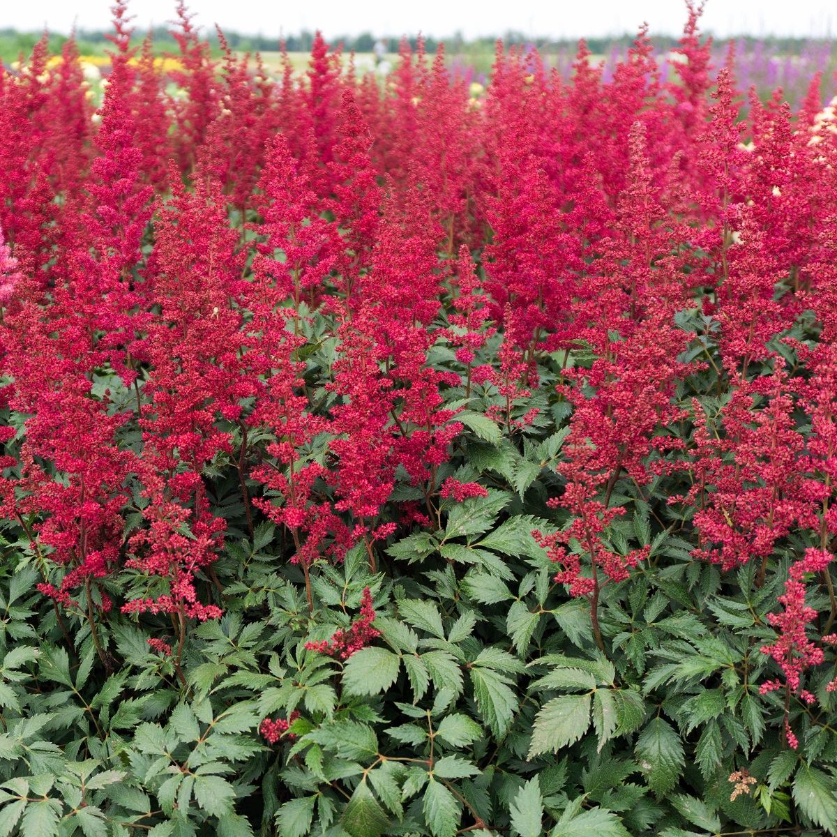 Astilbe (Andresii-Group) 'Fanal'