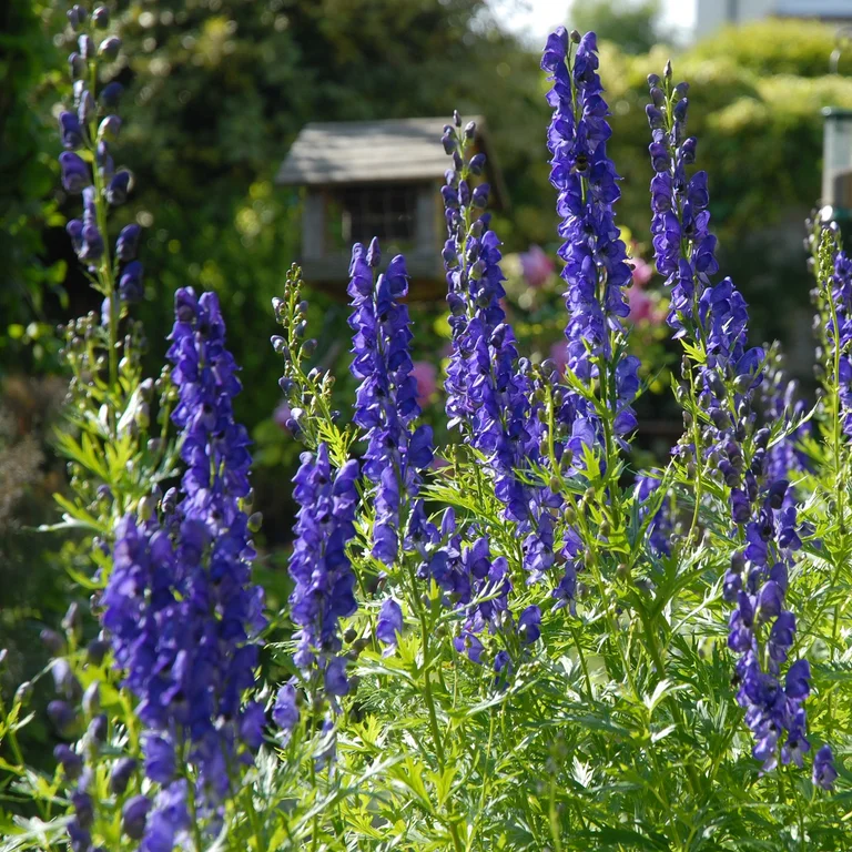 Ametiststormhatt Arendsii