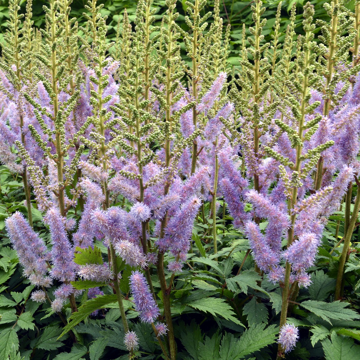 Astilbe chinensis 'Pumila'
