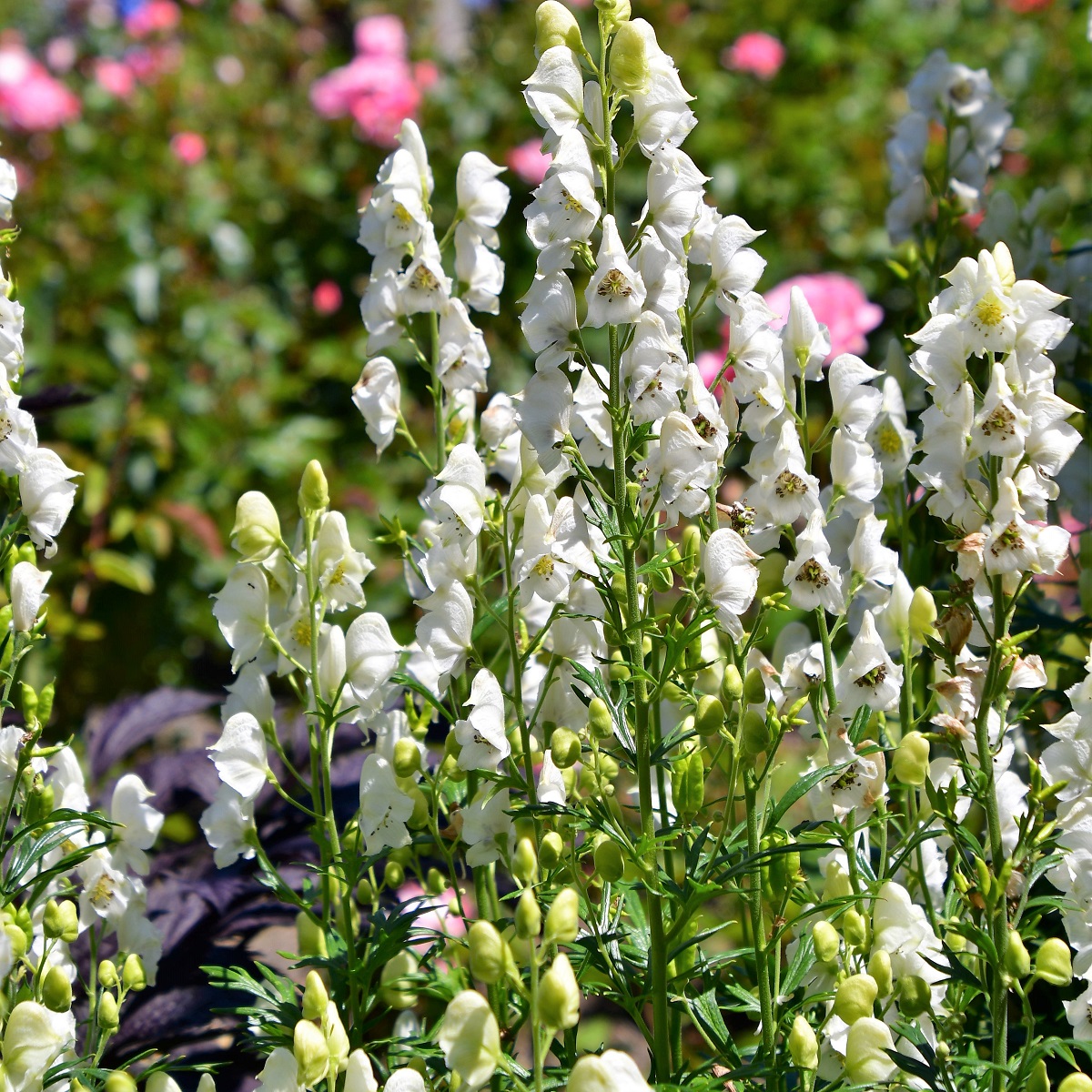 Äkta stormhatt 'Album'