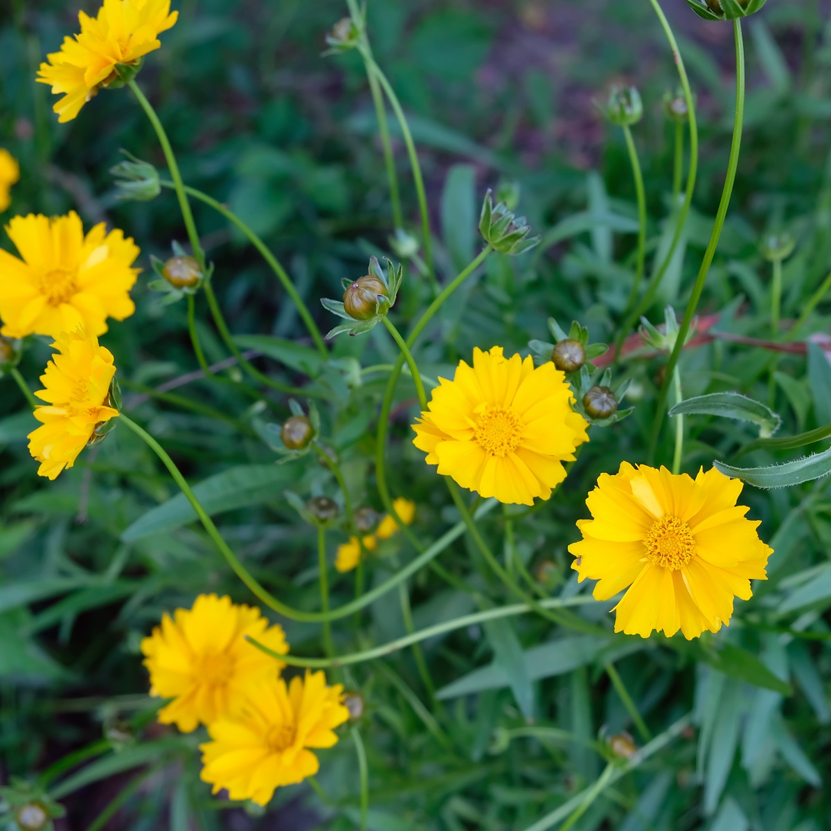 Flicköga 'Sonnenkind'