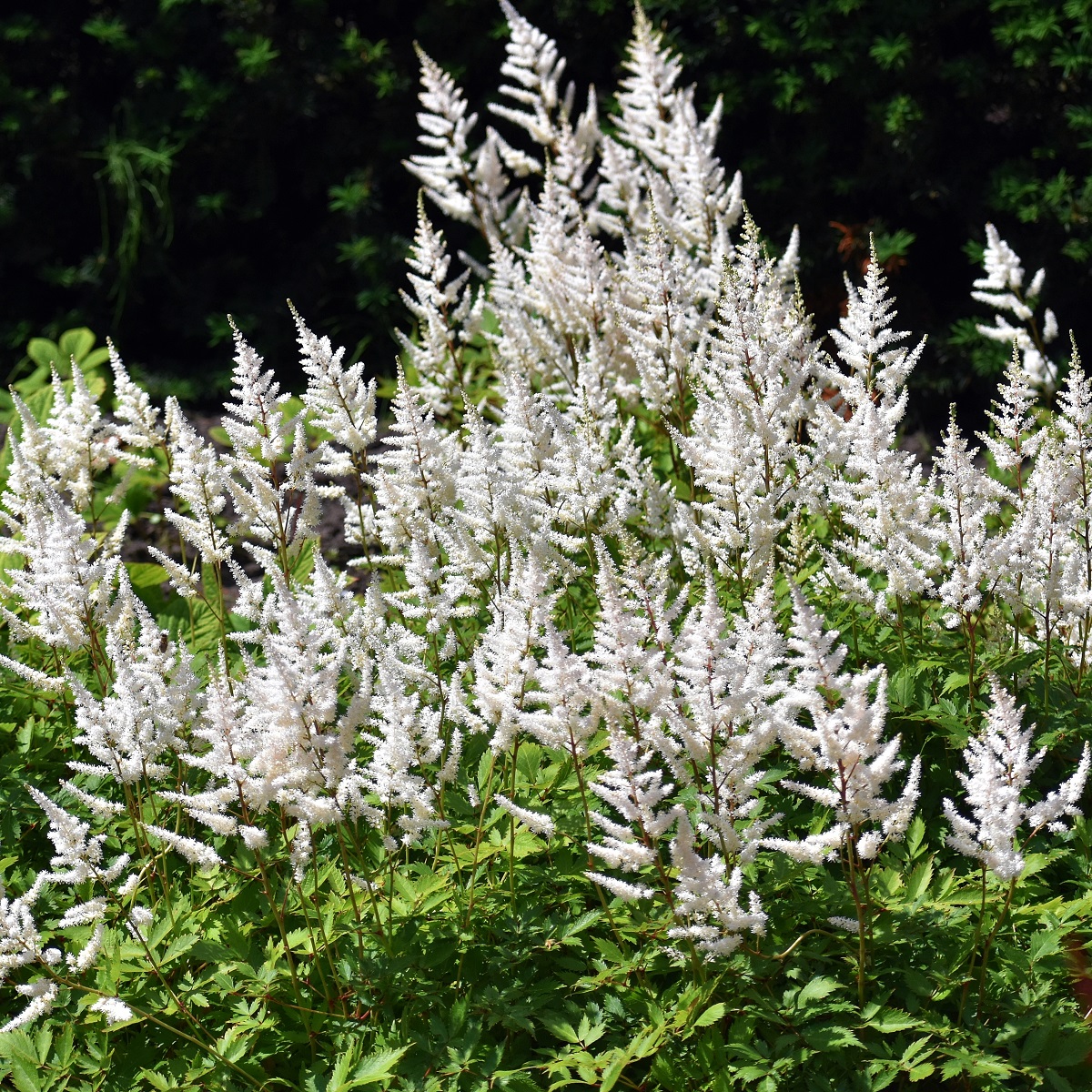 Astilbe (Japonica-Group) 'Deutschland'