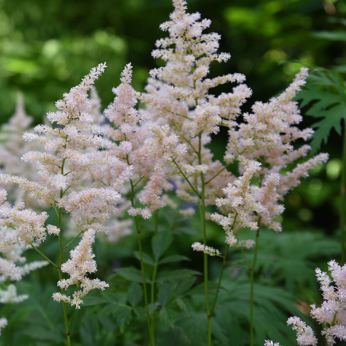 Silverastilbe 'Europa'