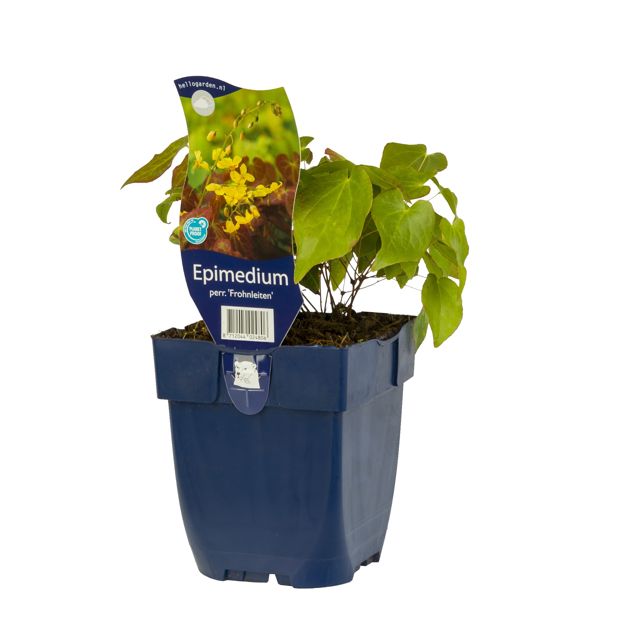 Taggig sockblomma 'Frohnleiten'