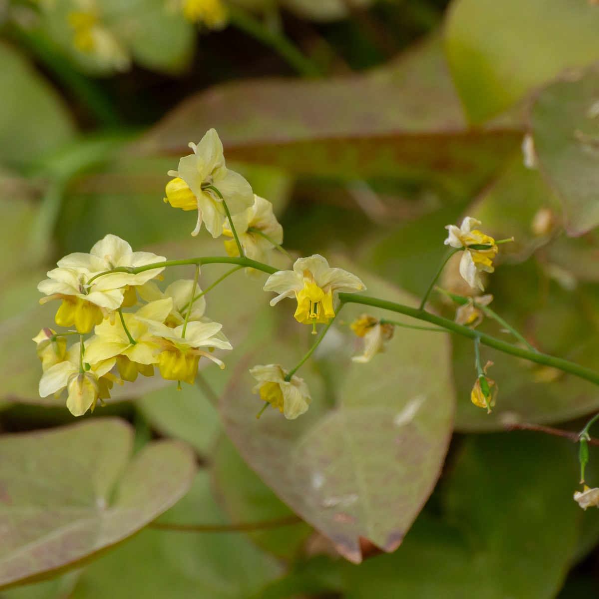 Taggig sockblomma 'Frohnleiten'