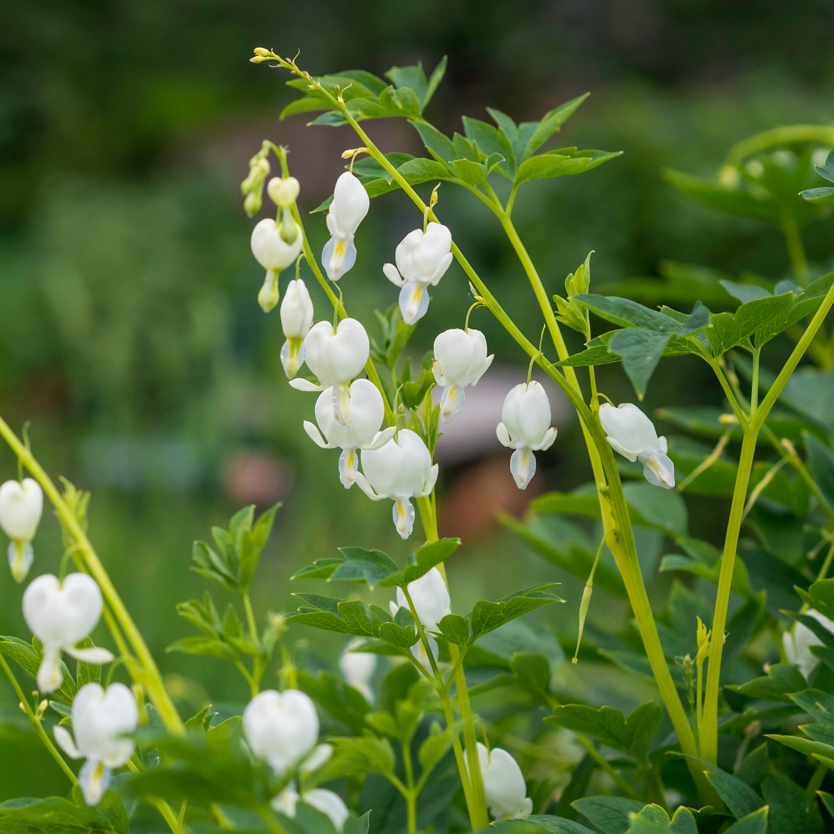 Lamprocapnos spectabilis 'Alba'
