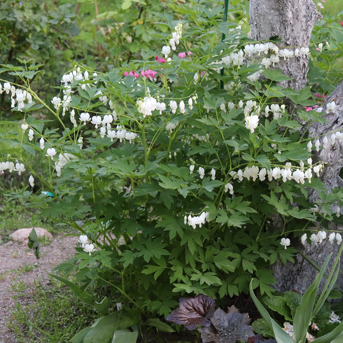 Lamprocapnos spectabilis 'Alba'