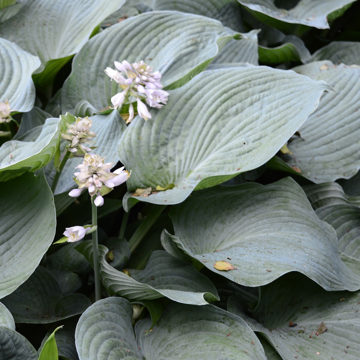 Daggfunkia 'Elegans'