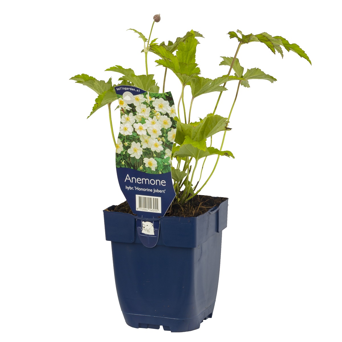 Anemone x hybrida 'Honorine Jobert'