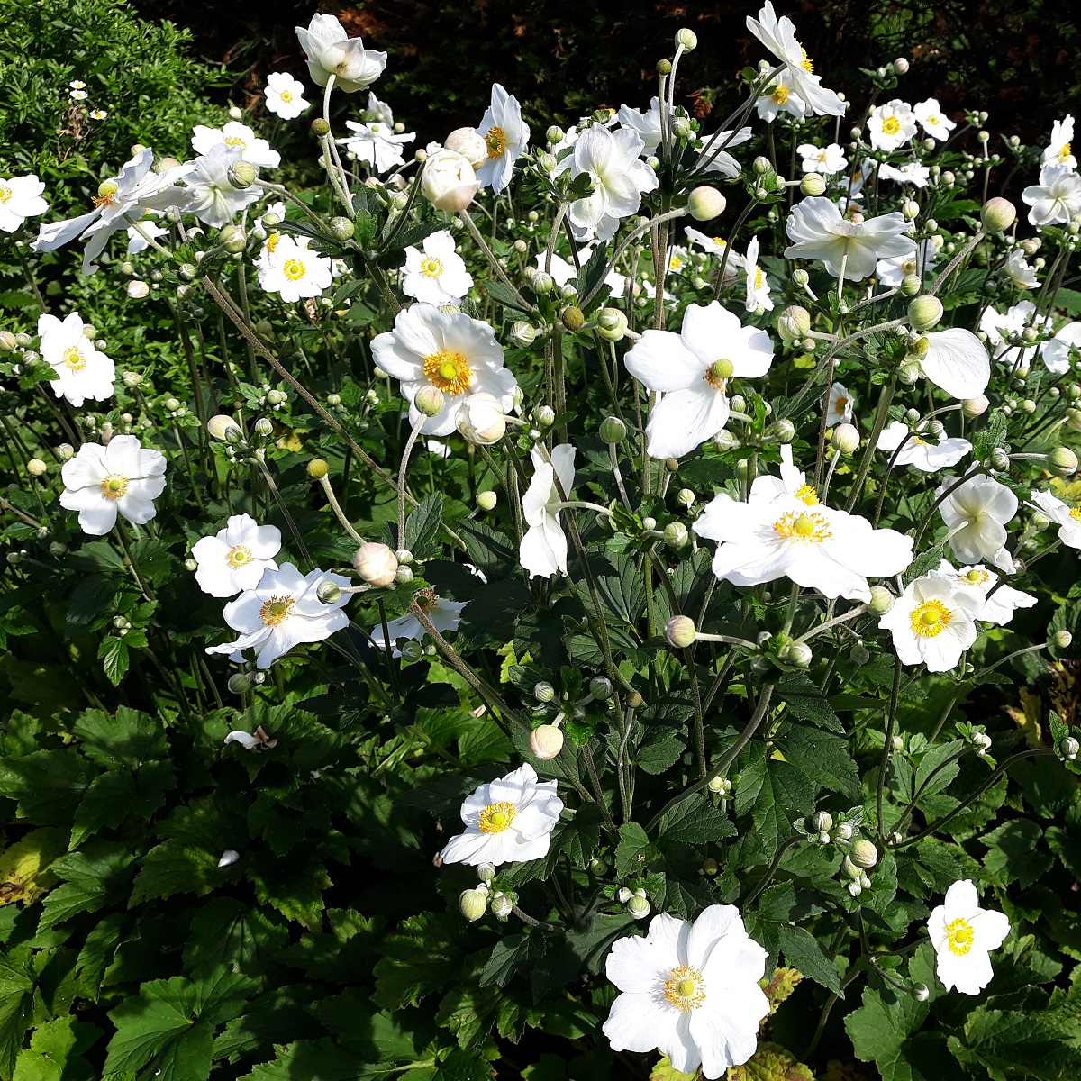 Anemone x hybrida 'Honorine Jobert'