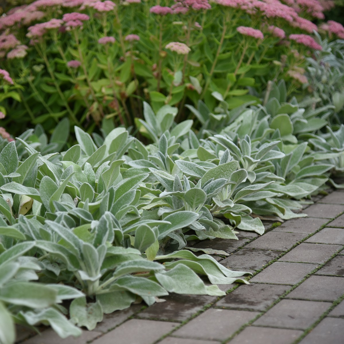 Stachys byzantina 'Silver Carpet'