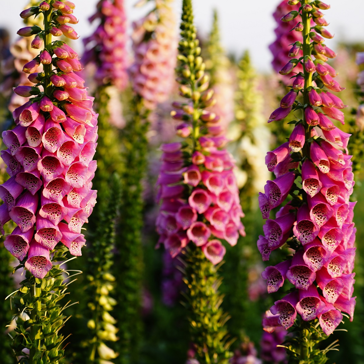 Digitalis mertonensis