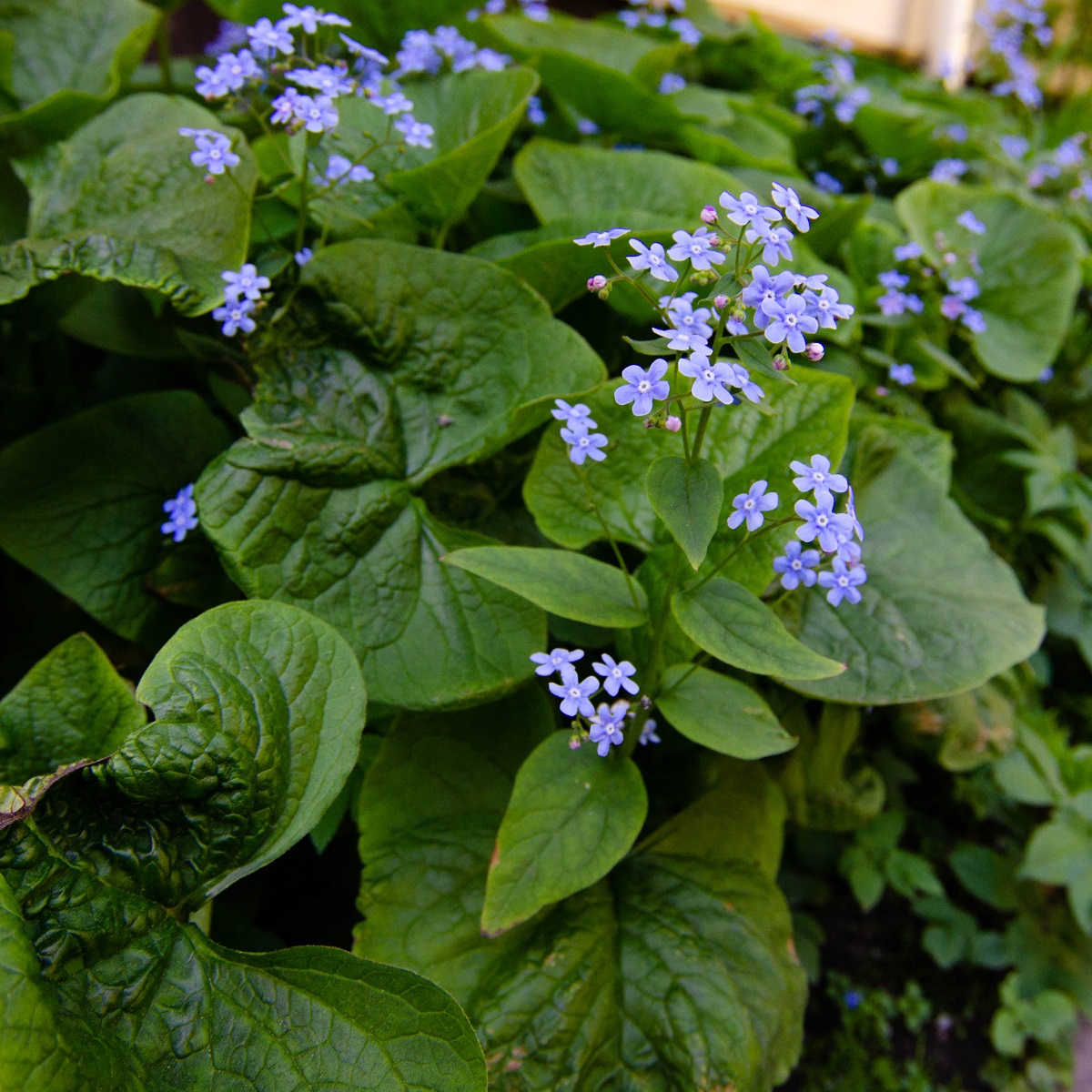 Brunnera macrophylla