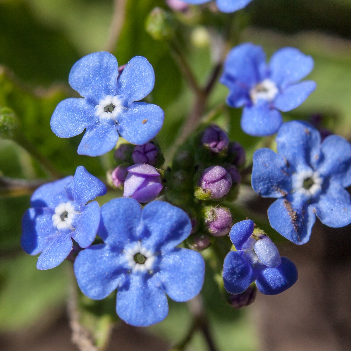 Brunnera macrophylla