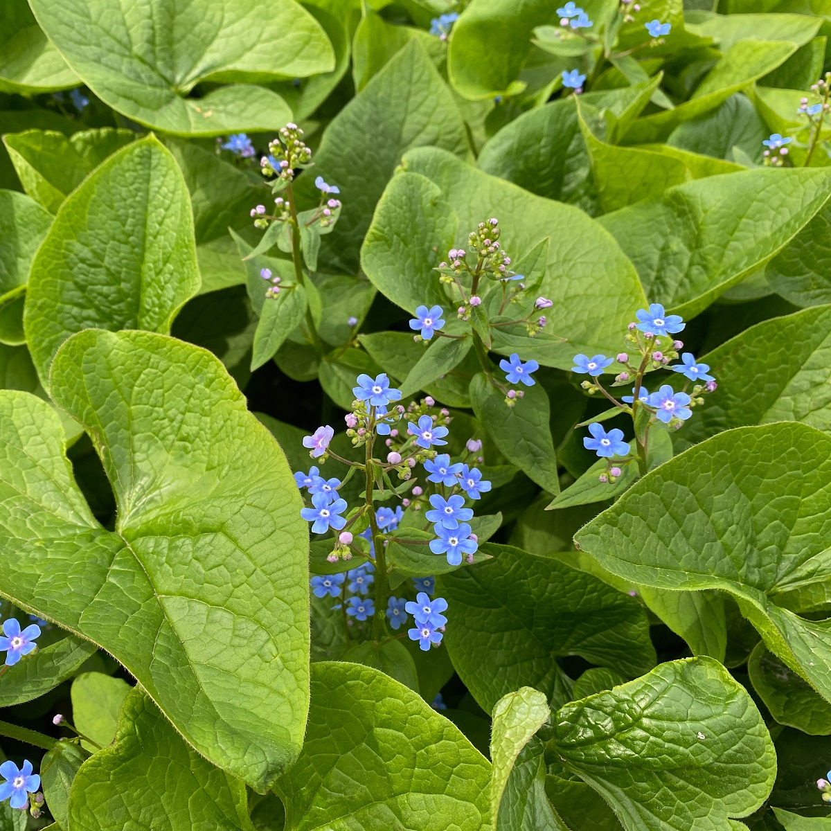 Brunnera macrophylla