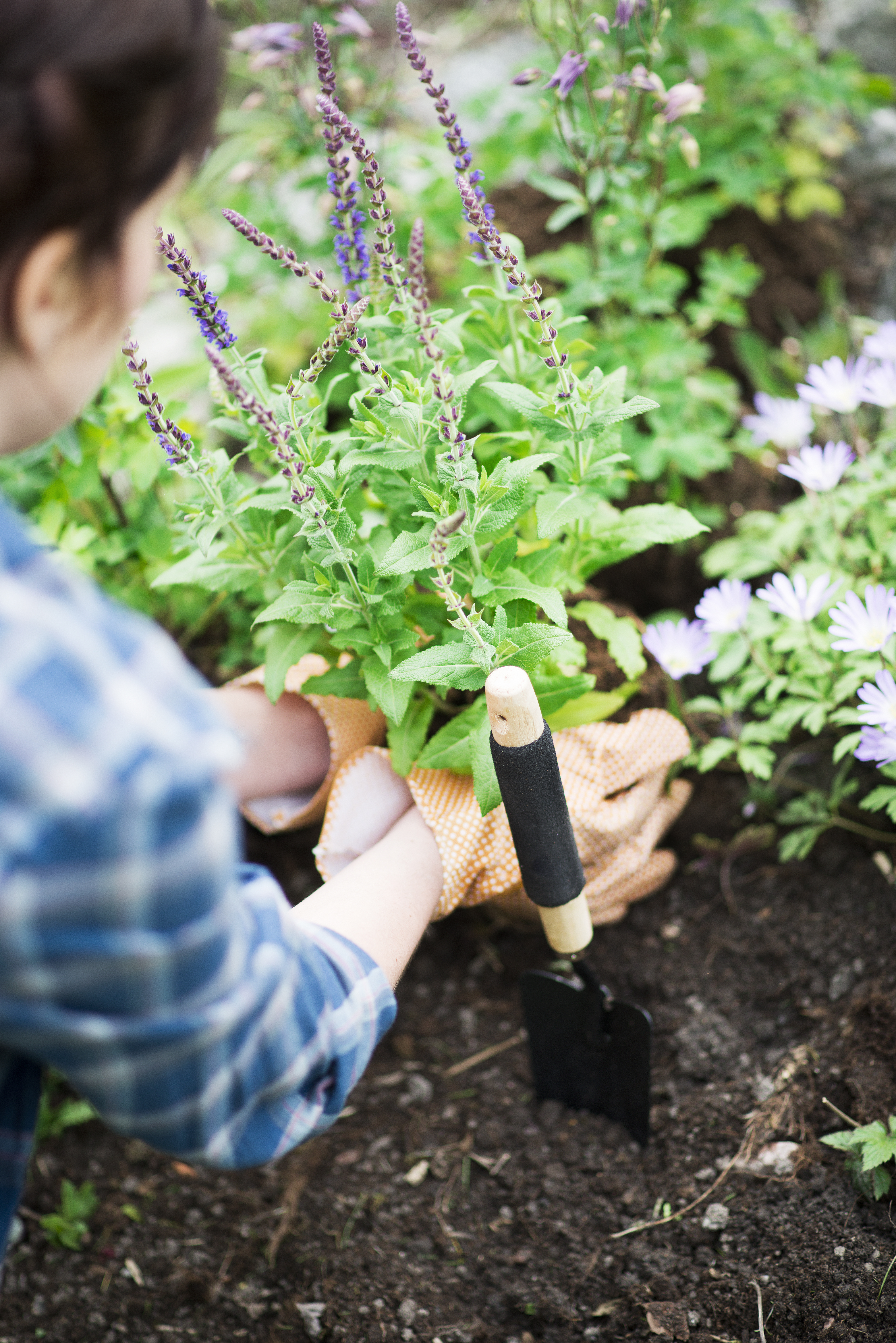 Steppesalvie  'Ostfriesland'