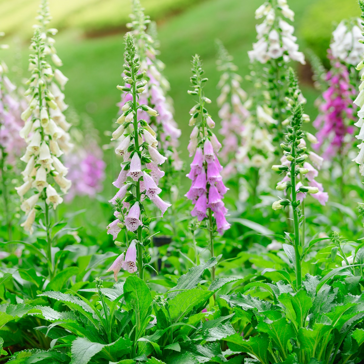 Revebjelle 'Gloxiniiflora'