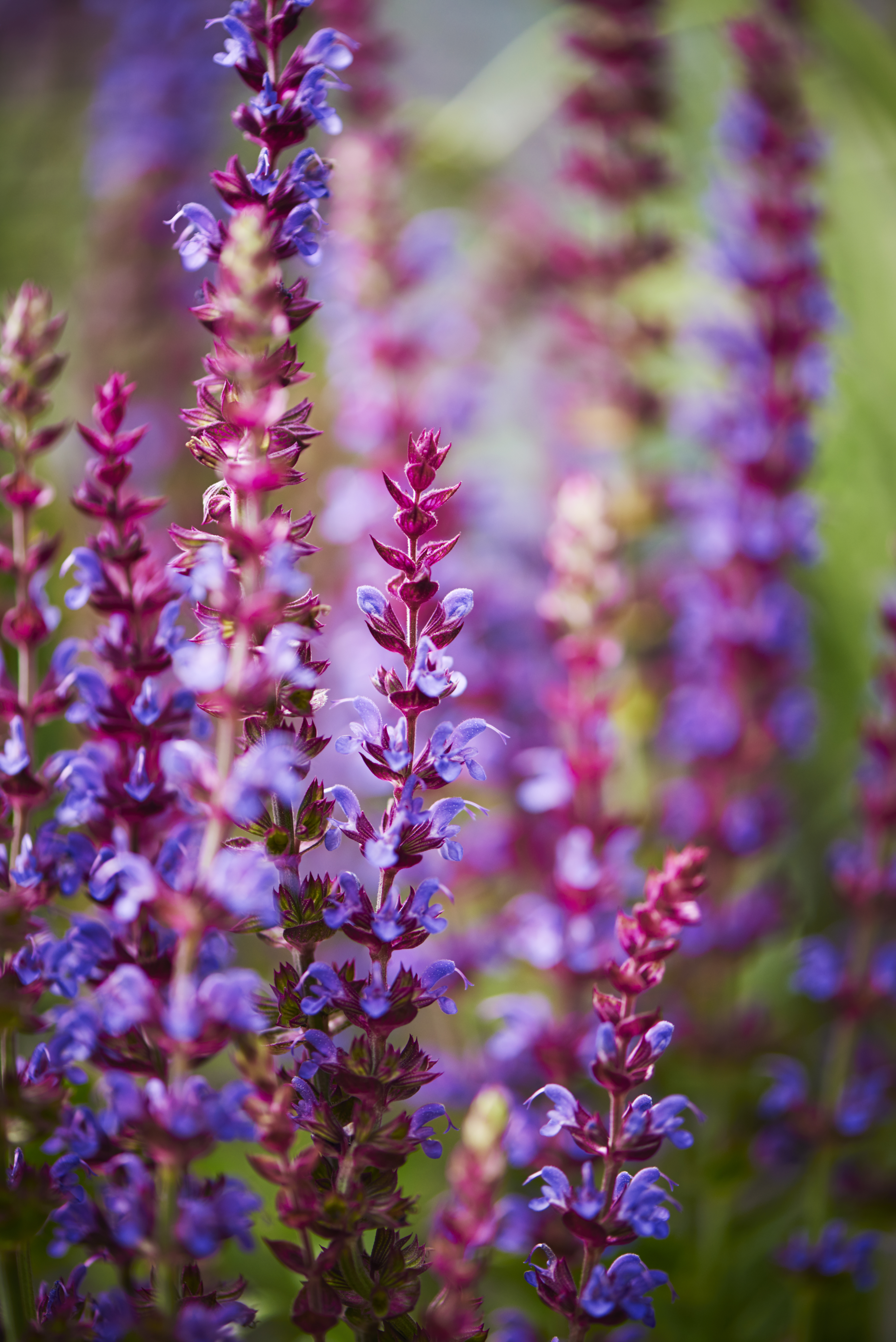 Steppesalvie  'Ostfriesland'