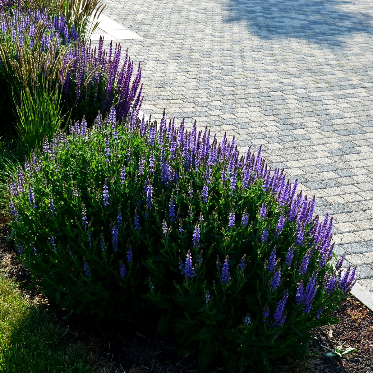 Steppesalvie  'Ostfriesland'