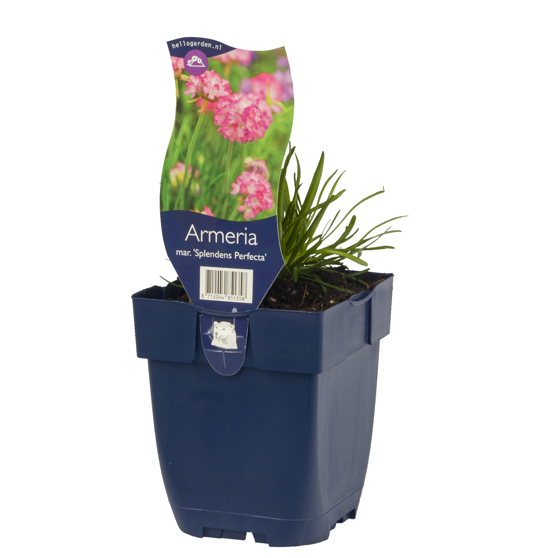 Armeria maritima 'Splendens Perfecta'