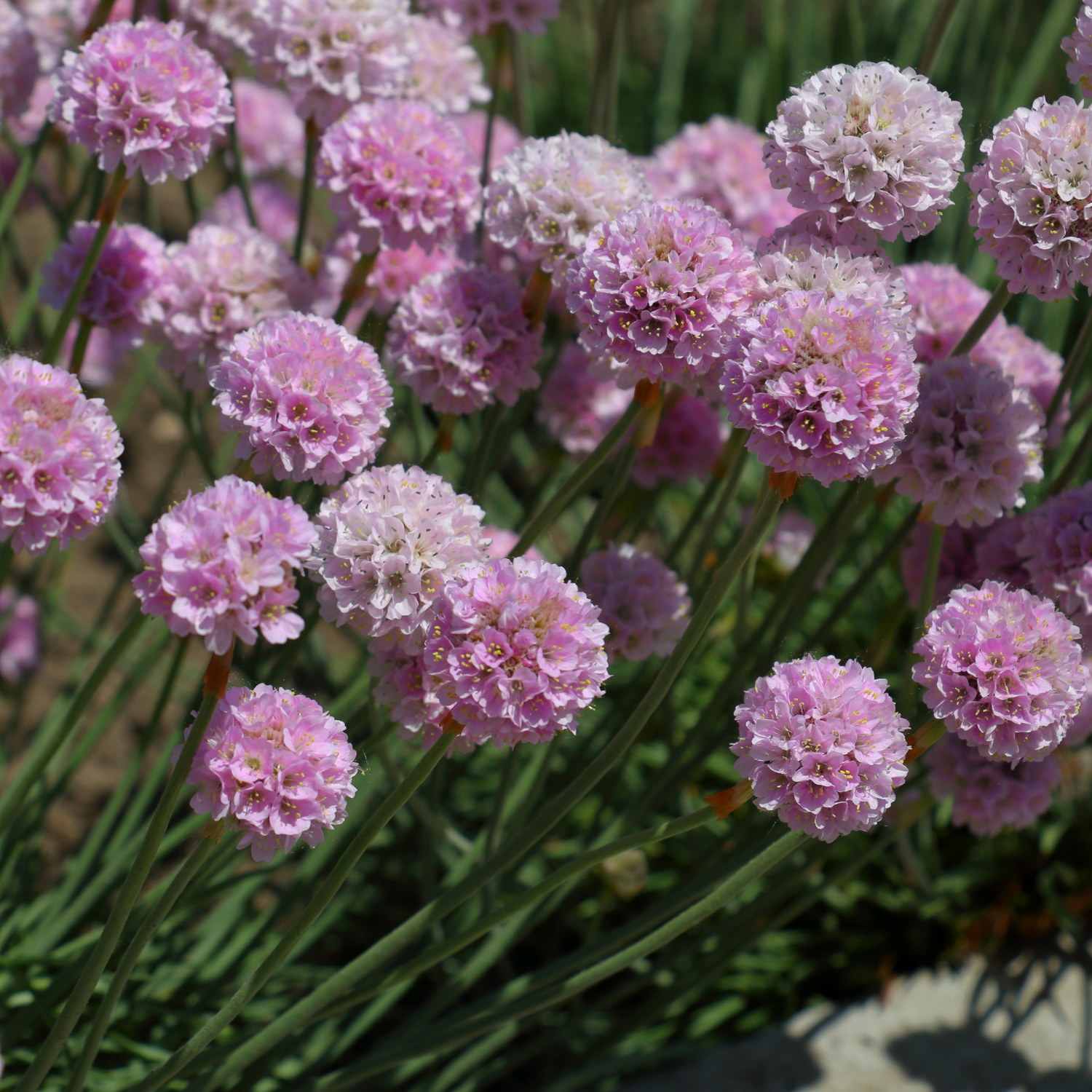 Armeria maritima 'Splendens Perfecta'