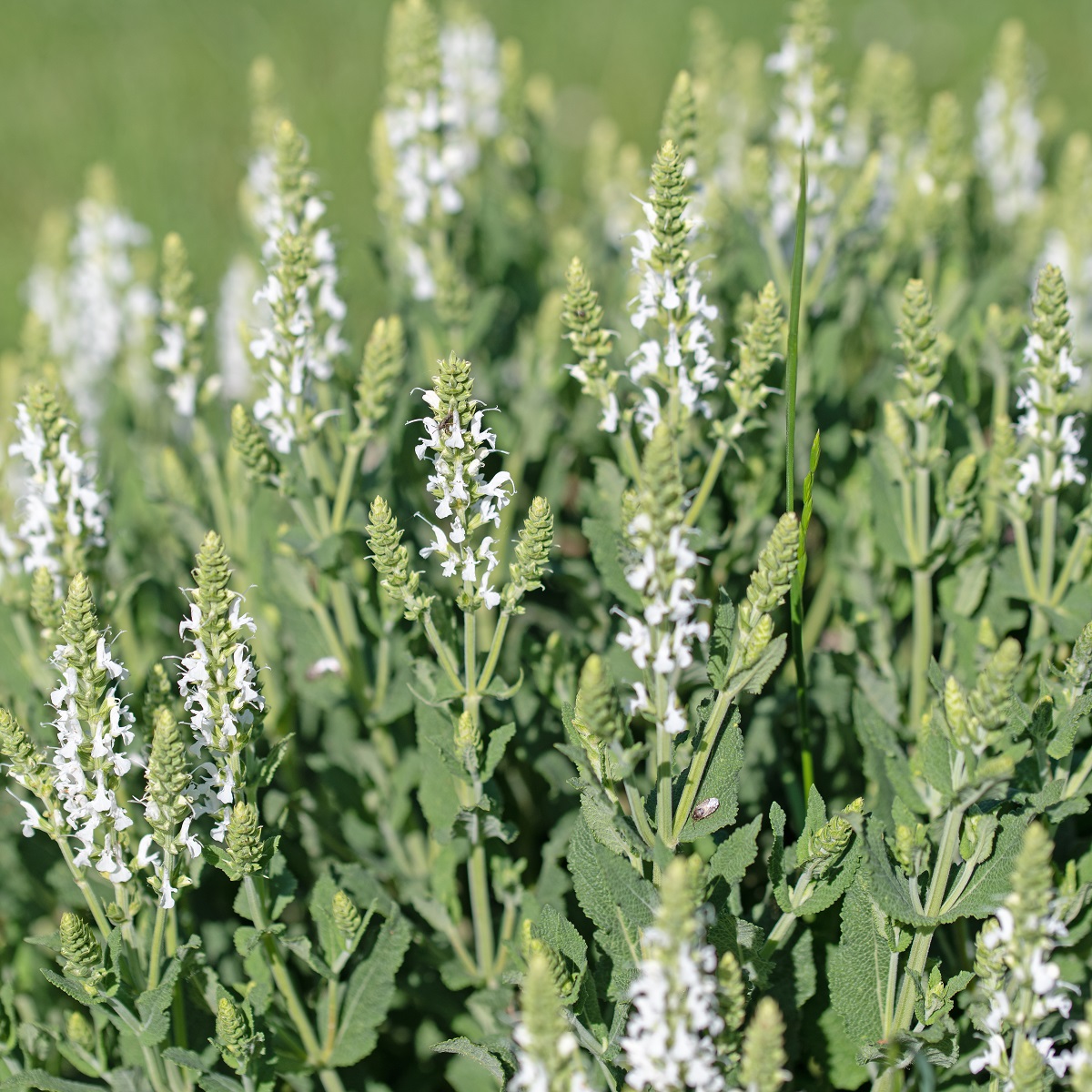 Steppesalvie  'Schneehügel'