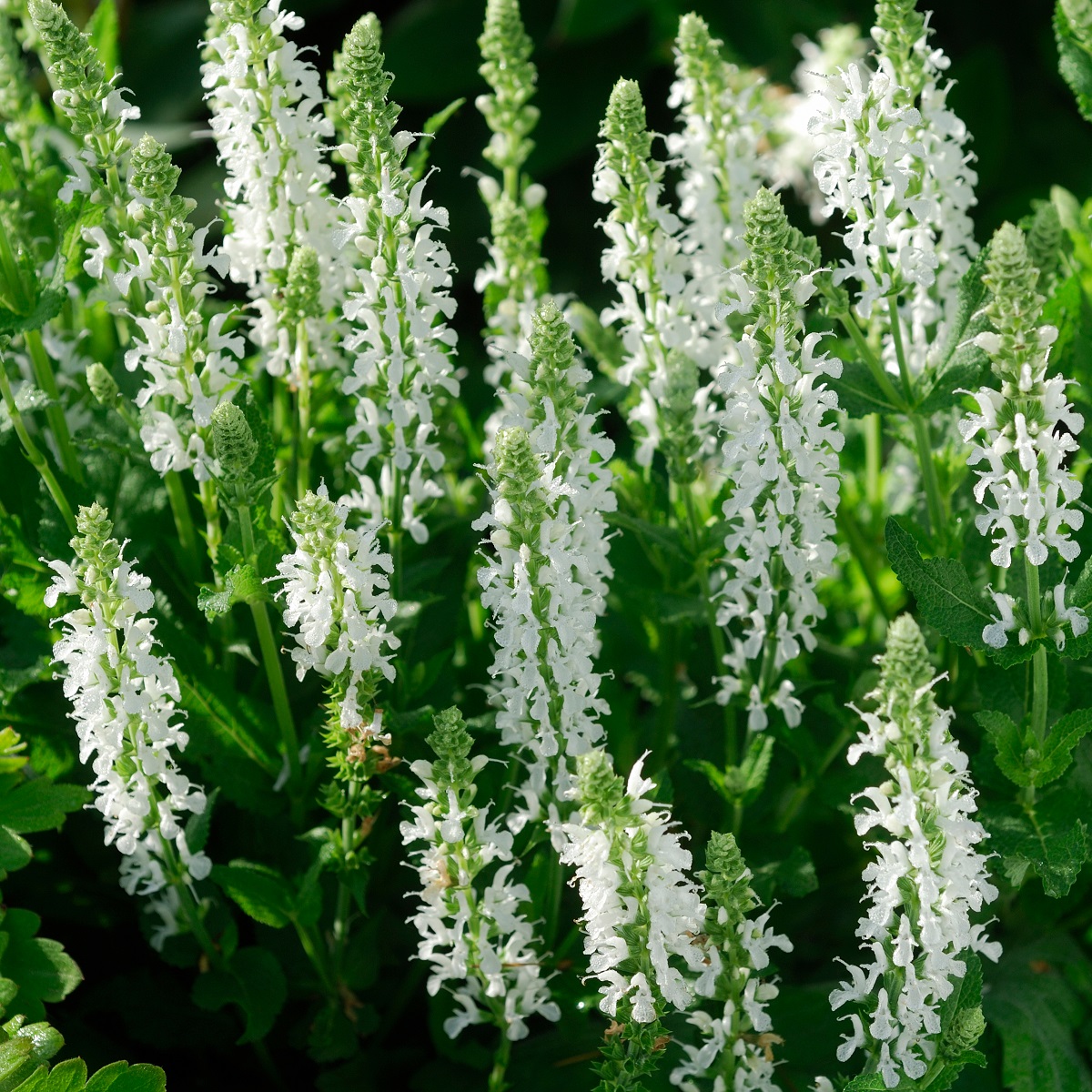 Steppesalvie  'Schneehügel'