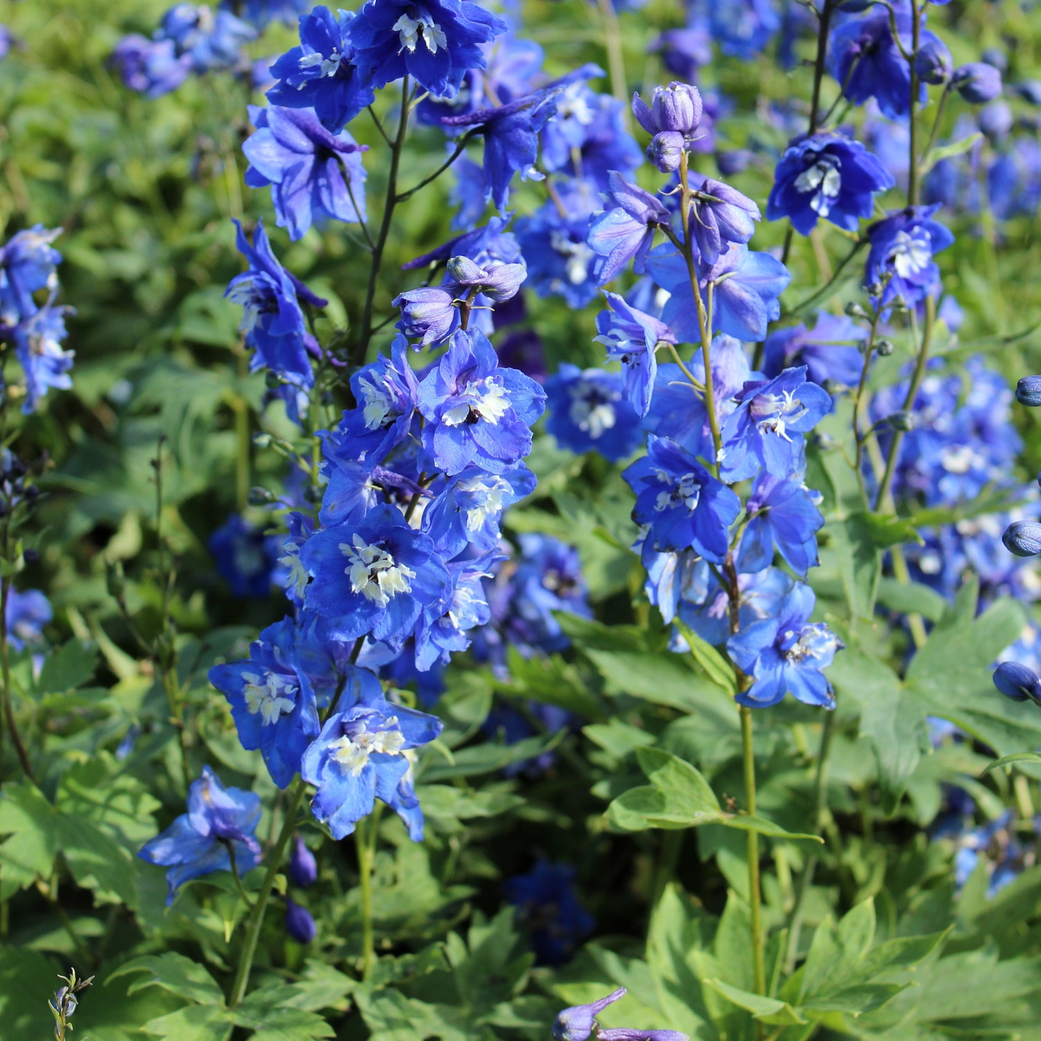 Delphinium (Elatum-Group) 'Blue Bird'