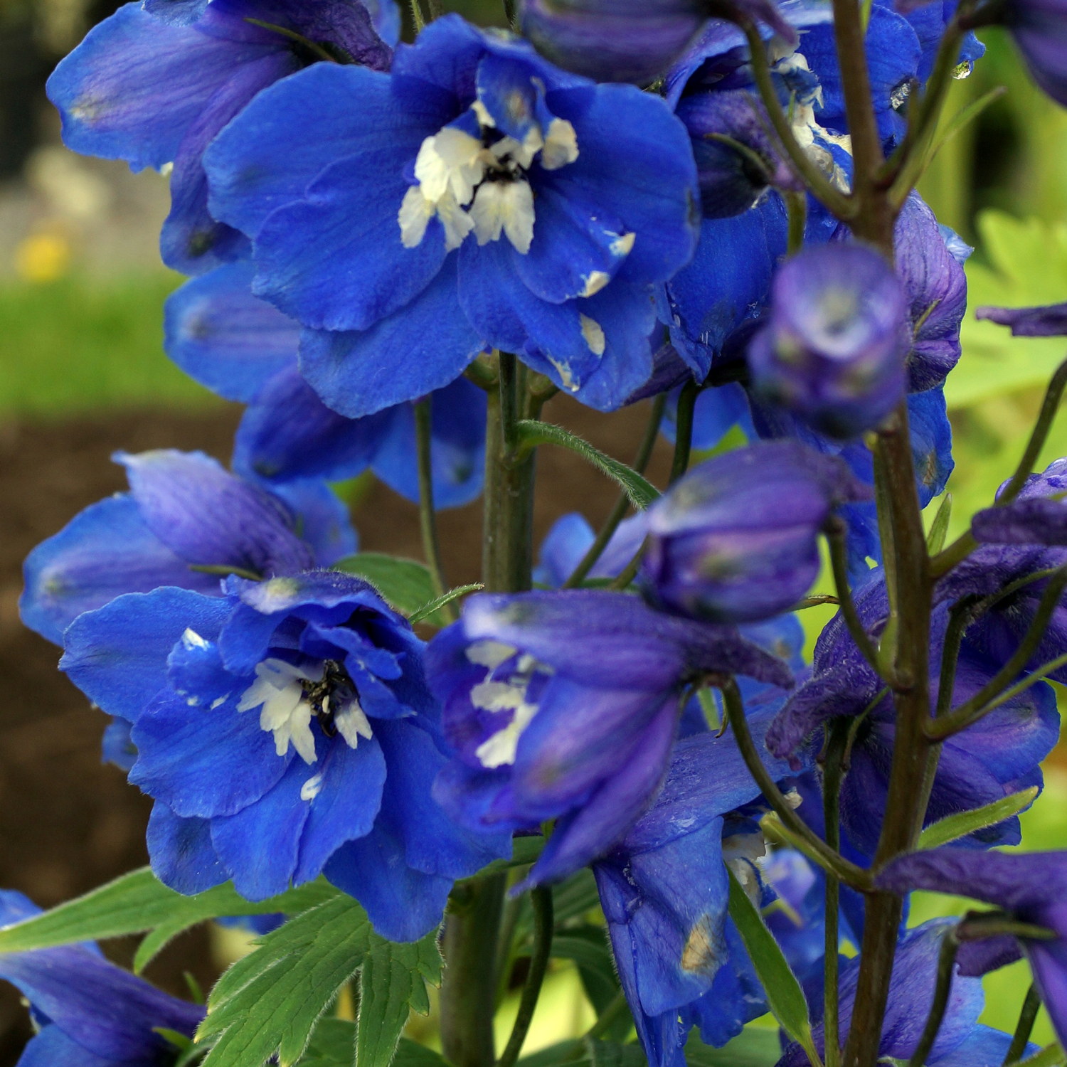 Delphinium (Elatum-Group) 'Blue Bird'