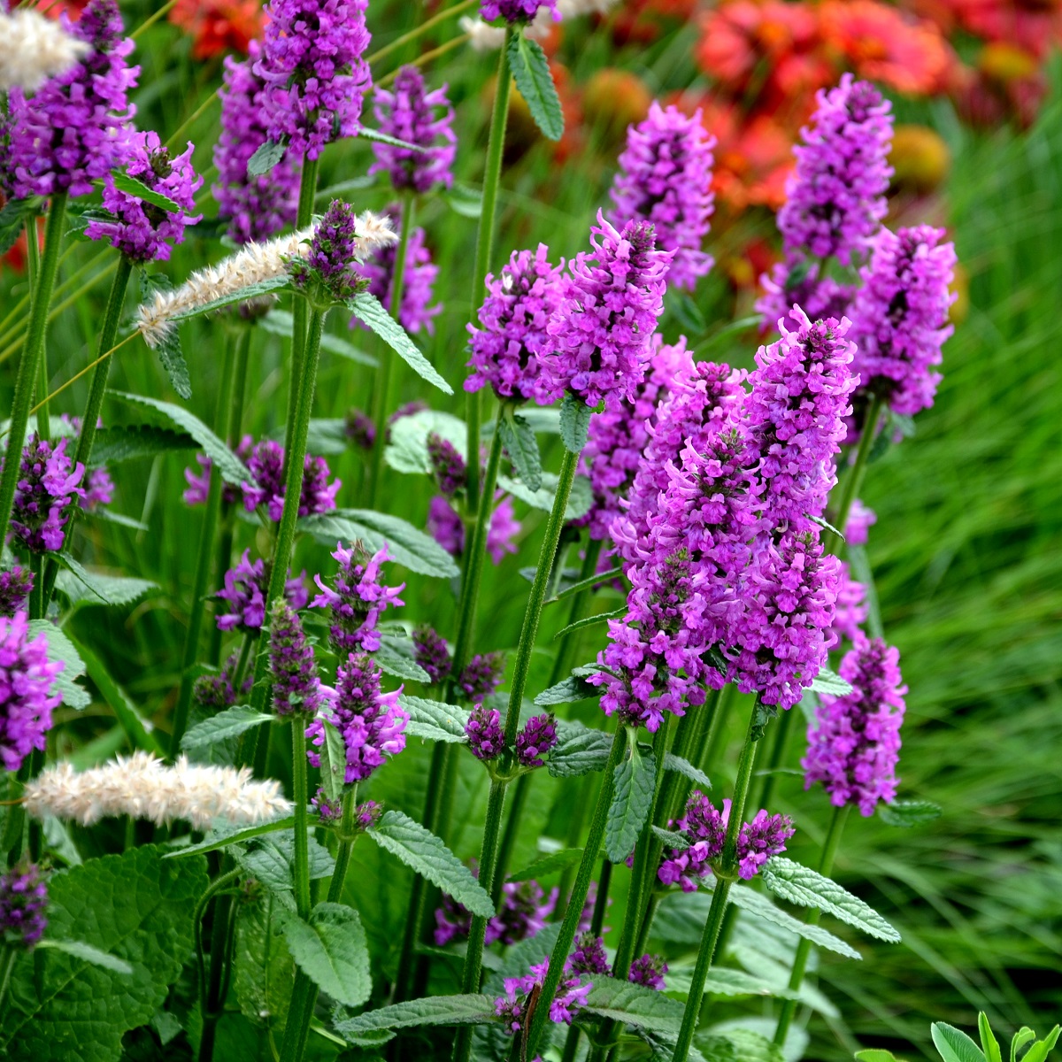 Axbetonika 'Hummelo'