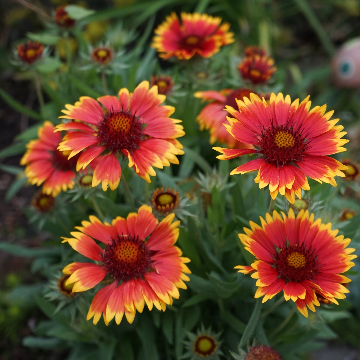 Kokardeblomst  'Kobold'