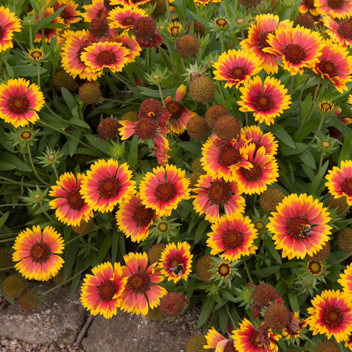 Kokardeblomst  'Kobold'