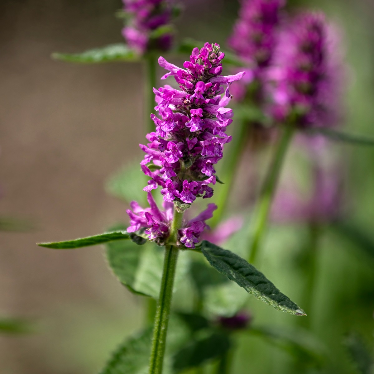 Axbetonika 'Hummelo'