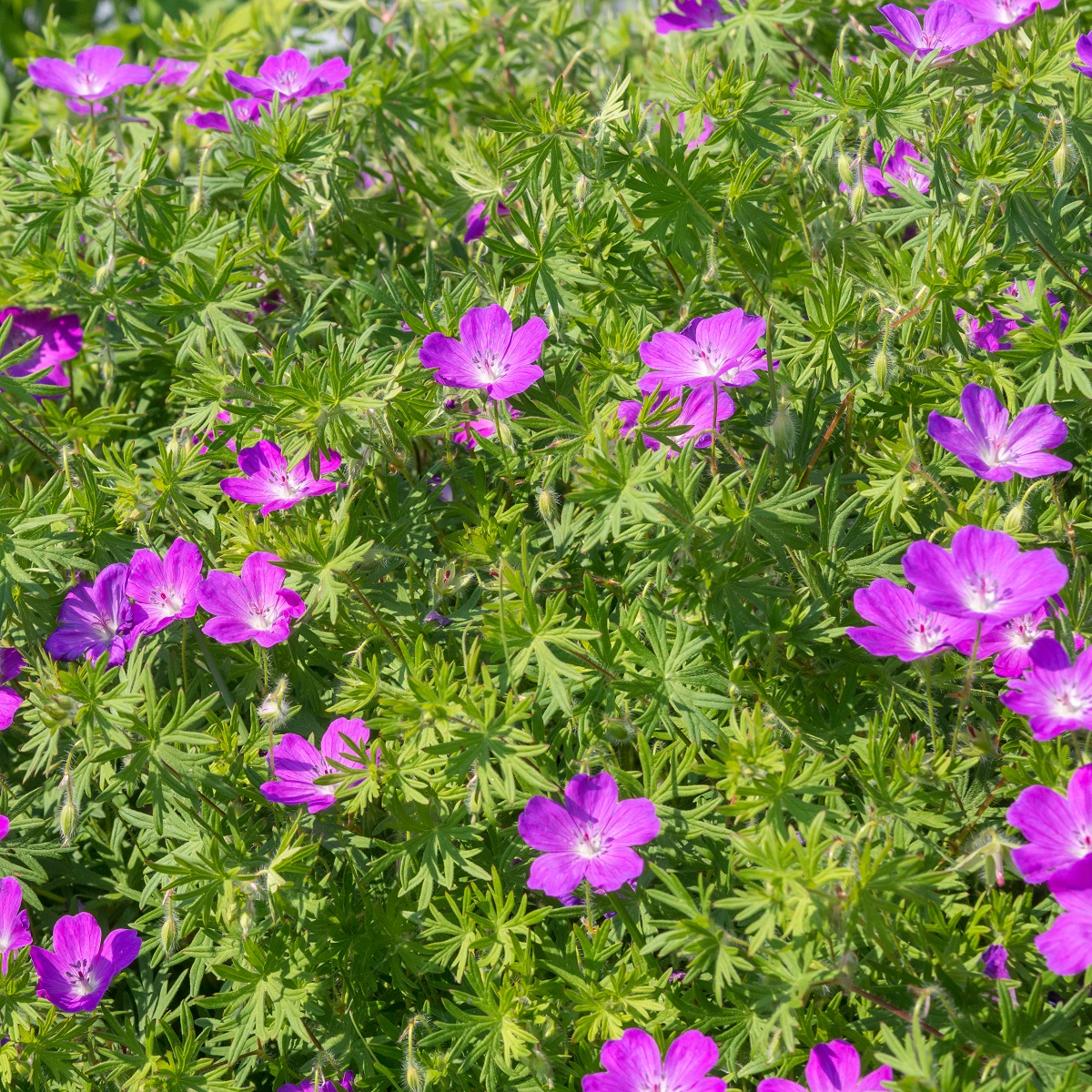Geranium sanguineum