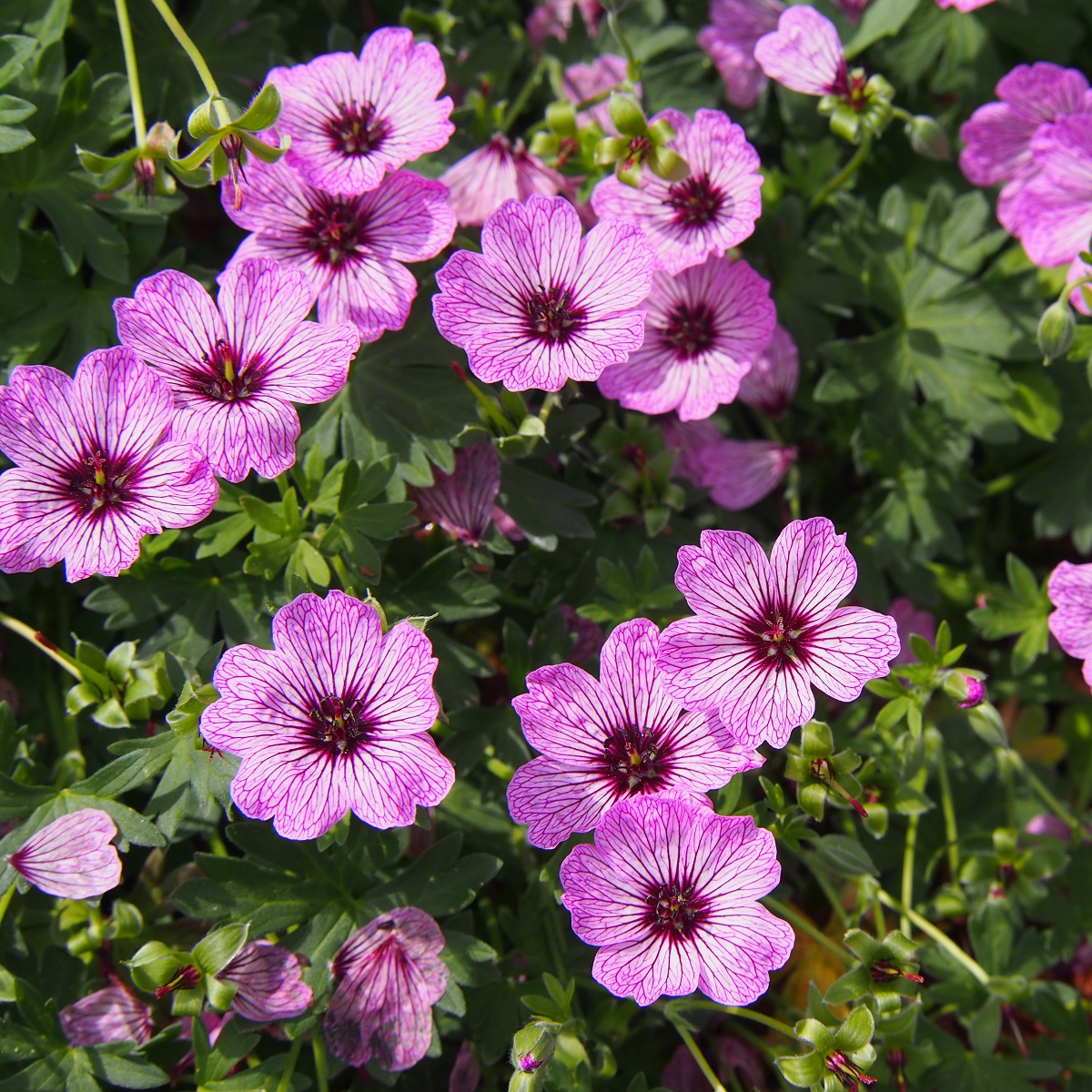 Jordnäva 'Ballerina'