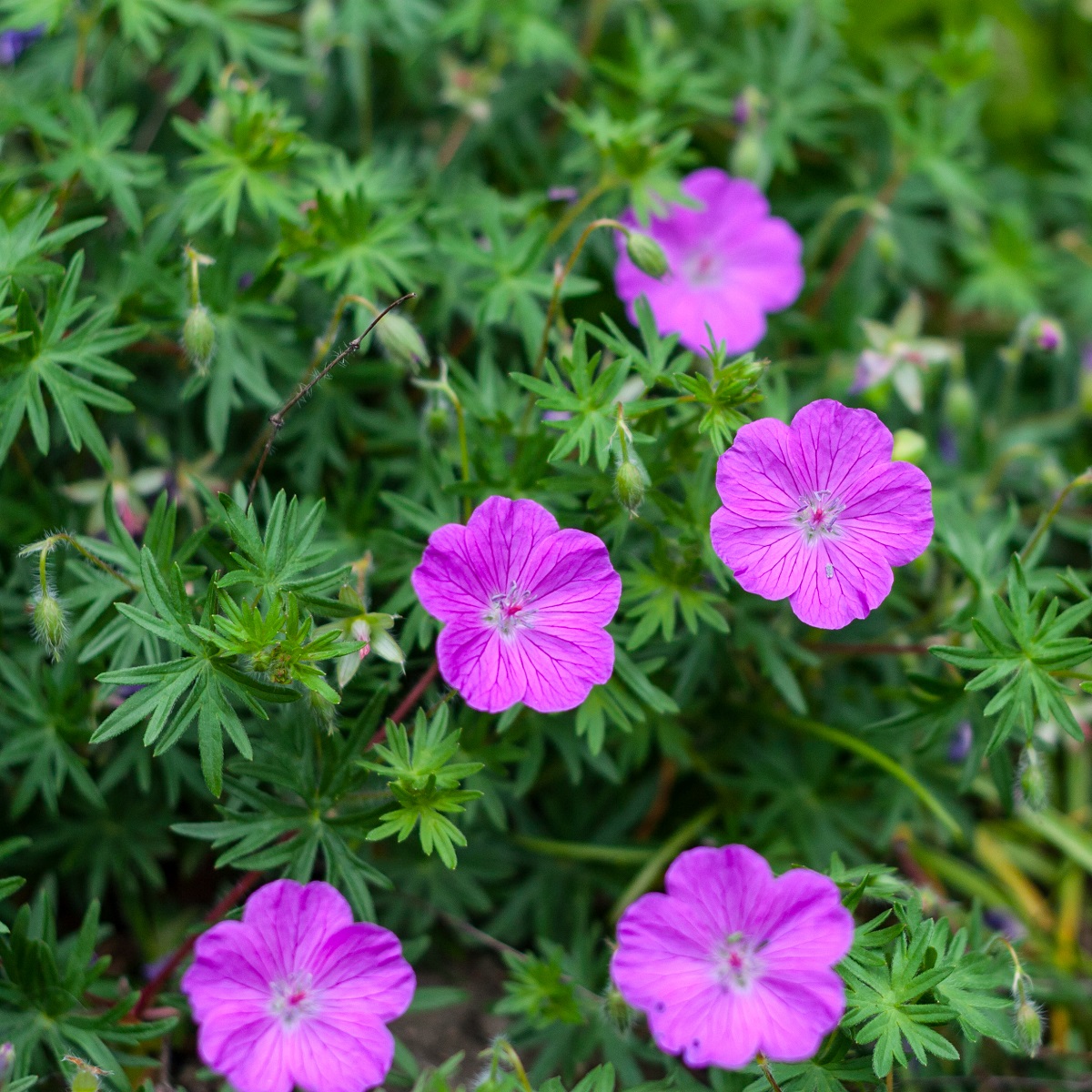 Geranium sanguineum