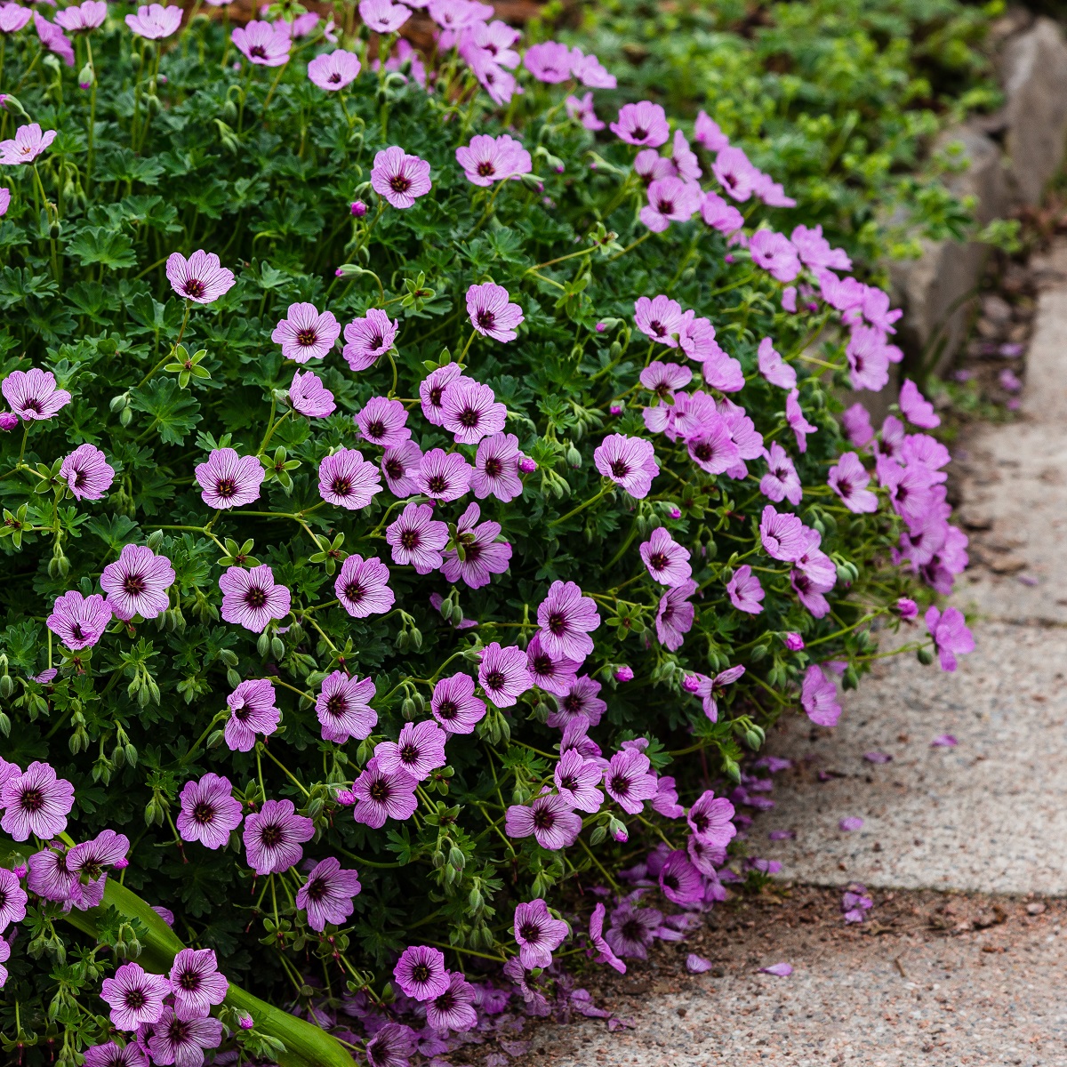 Jordnäva 'Ballerina'