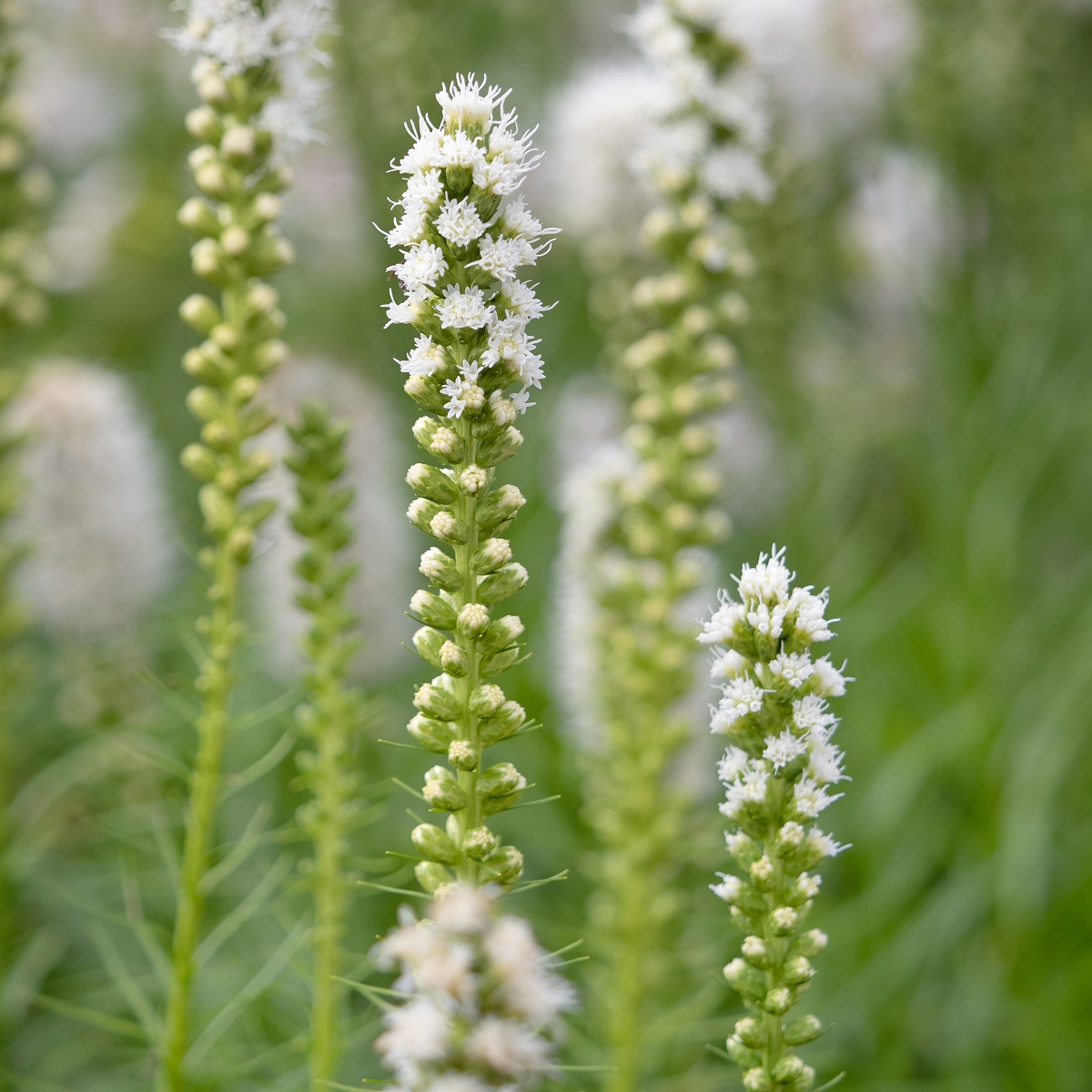 Liatris spicata 'Alba'