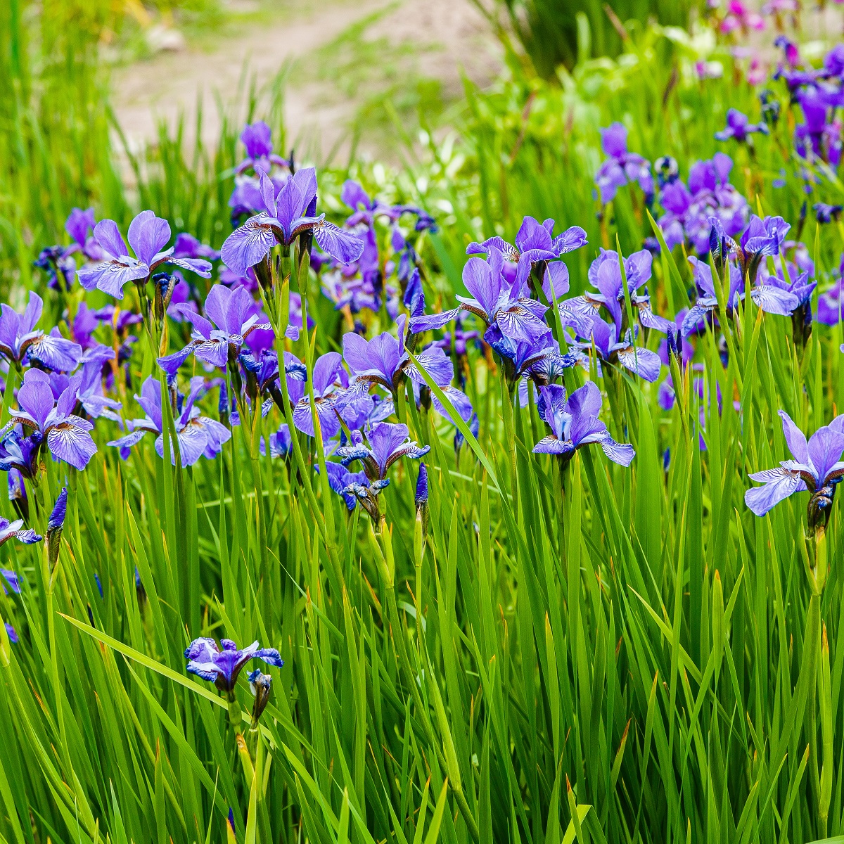 Rabattiris 'Blue King'