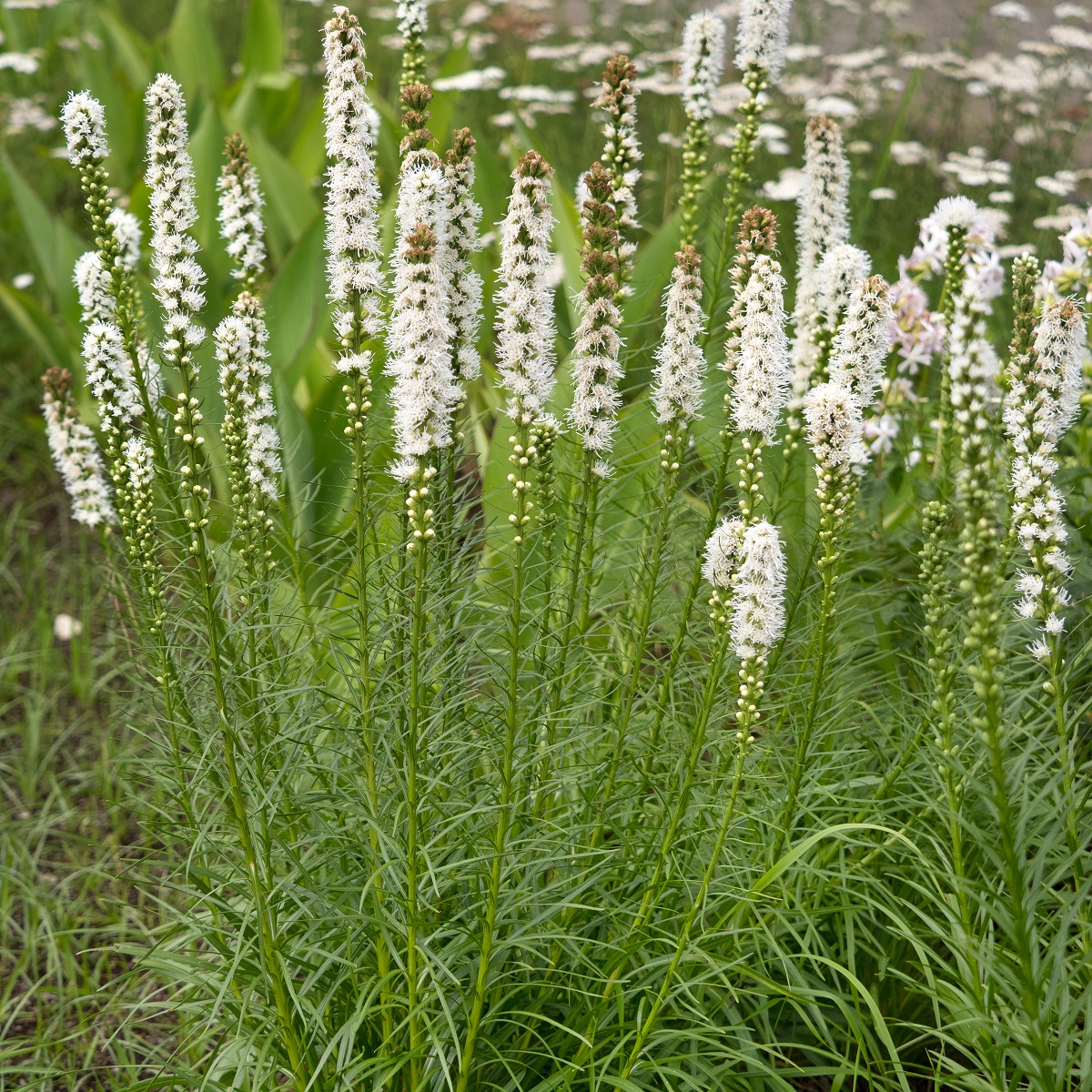 Liatris spicata 'Alba'