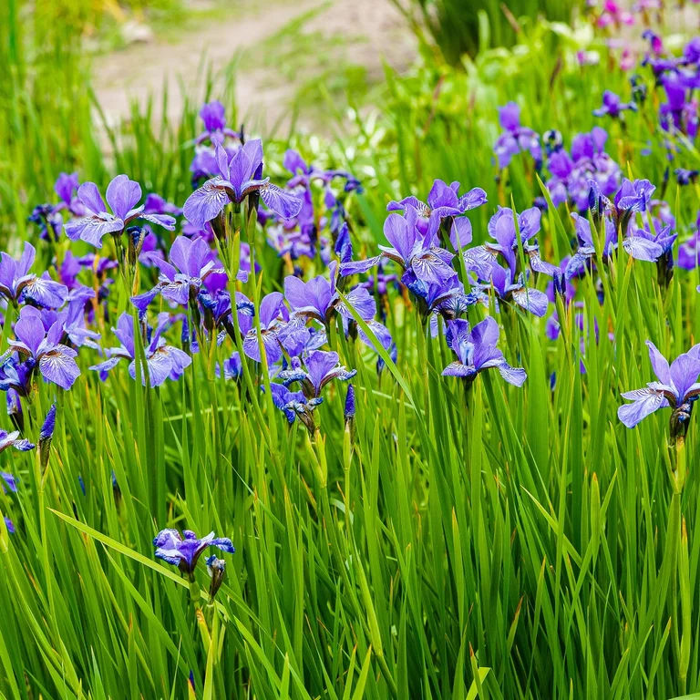 Rabattiris Blue King