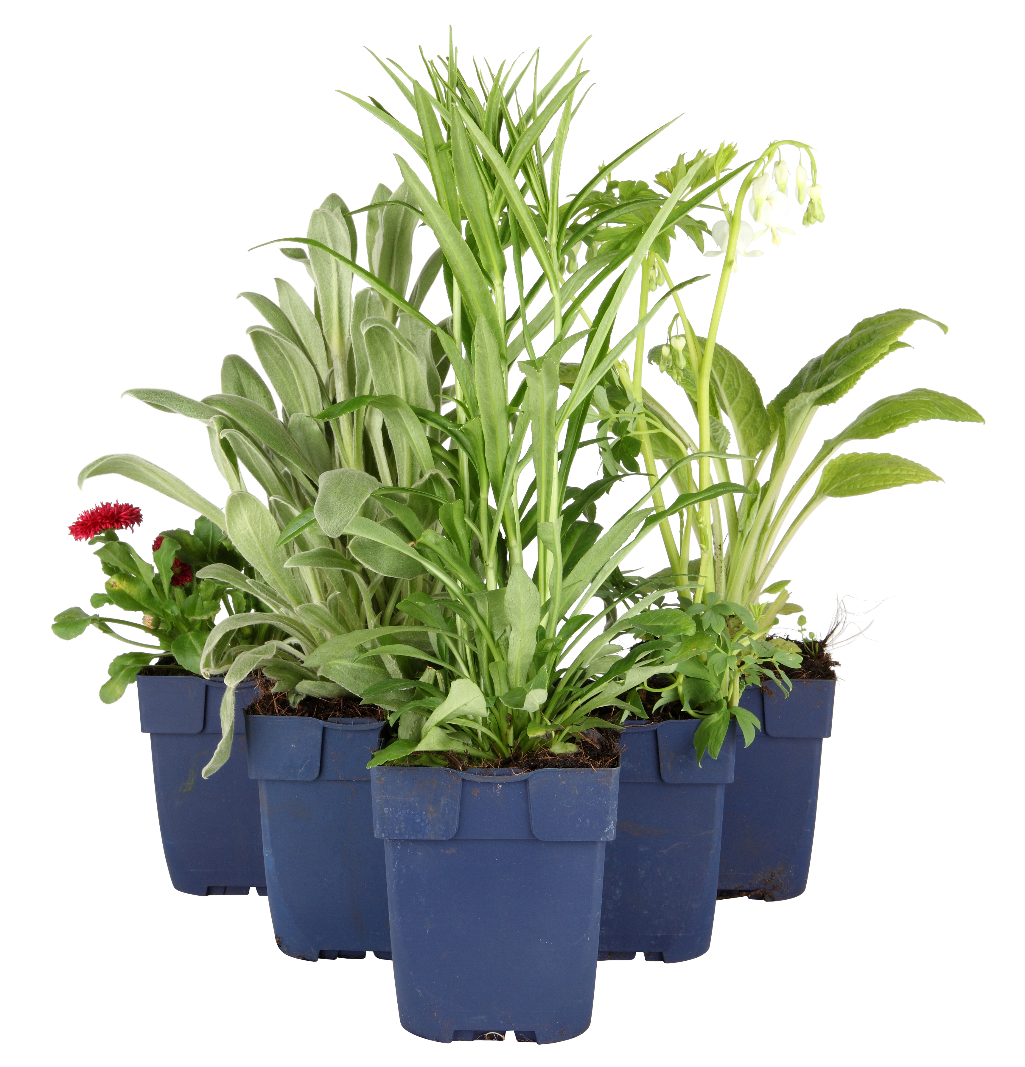 Stokkrose  'Pleniflora' White