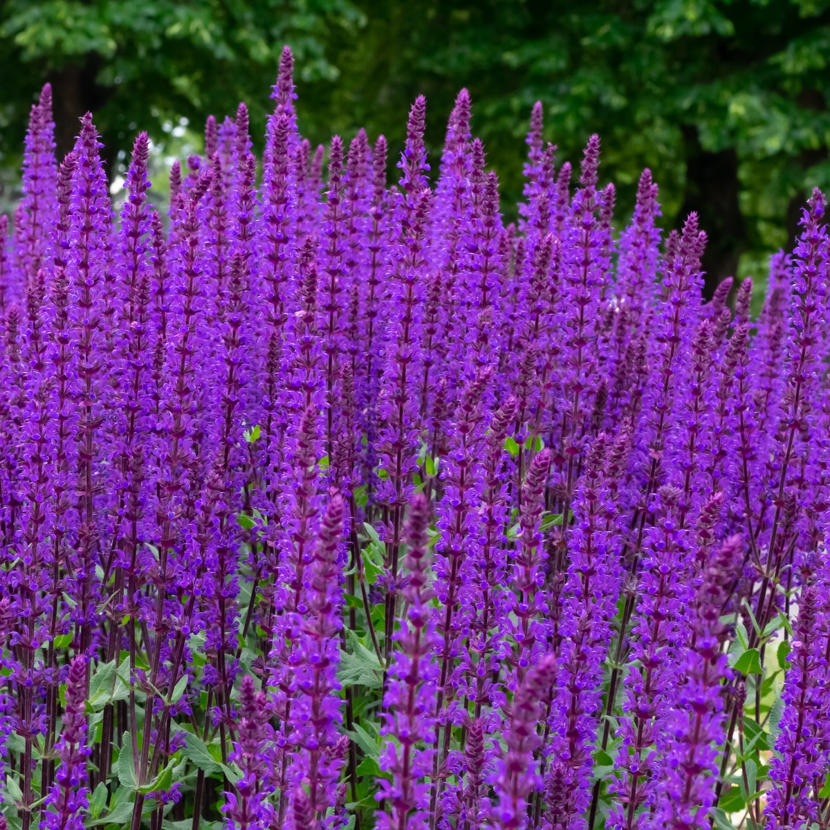Stäppsalvia 'Caradonna'