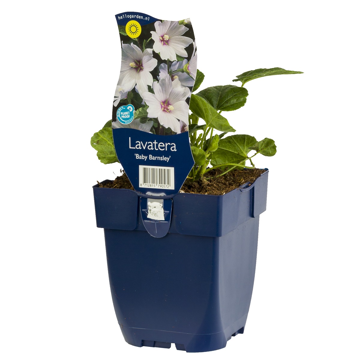 Lavatera 'Barnsley Baby'