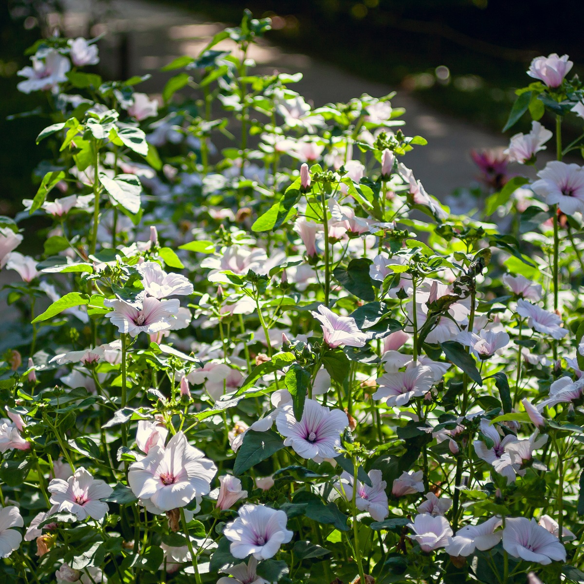 Lavatera 'Barnsley Baby'